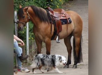 American Quarter Horse, Castrone, 12 Anni, 153 cm, Falbo