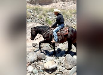 American Quarter Horse, Castrone, 12 Anni, 155 cm, Baio