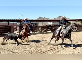 American Quarter Horse, Castrone, 12 Anni, 155 cm, Baio