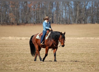 American Quarter Horse, Castrone, 12 Anni, 155 cm, Baio roano