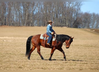 American Quarter Horse, Castrone, 12 Anni, 155 cm, Baio roano