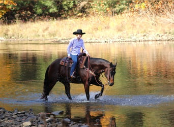 American Quarter Horse, Castrone, 12 Anni, 155 cm, Baio scuro