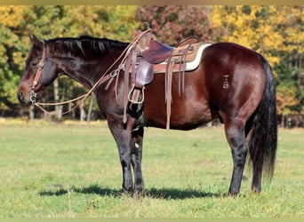 American Quarter Horse Mix, Castrone, 12 Anni, 155 cm, Baio scuro