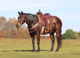 American Quarter Horse, Castrone, 12 Anni, 155 cm, Baio scuro
