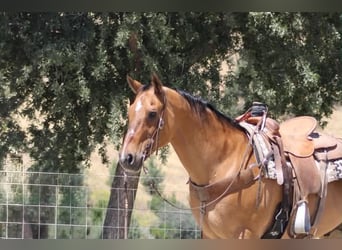 American Quarter Horse, Castrone, 12 Anni, 155 cm, Falbo