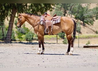 American Quarter Horse, Castrone, 12 Anni, 155 cm, Falbo