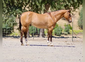 American Quarter Horse, Castrone, 12 Anni, 155 cm, Falbo