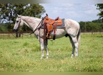 American Quarter Horse, Castrone, 12 Anni, 155 cm, Grigio