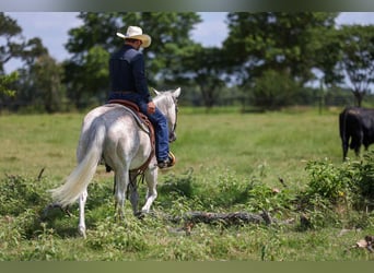 American Quarter Horse, Castrone, 12 Anni, 155 cm, Grigio