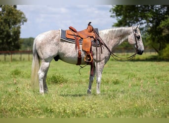 American Quarter Horse, Castrone, 12 Anni, 155 cm, Grigio