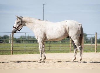 American Quarter Horse, Castrone, 12 Anni, 155 cm, Grigio trotinato
