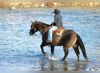 American Quarter Horse, Castrone, 12 Anni, 155 cm, Grullo