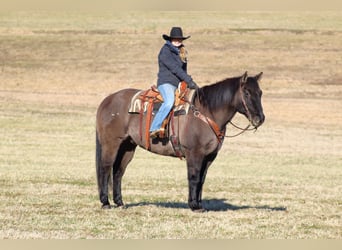 American Quarter Horse, Castrone, 12 Anni, 155 cm, Grullo