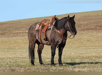 American Quarter Horse, Castrone, 12 Anni, 155 cm, Grullo