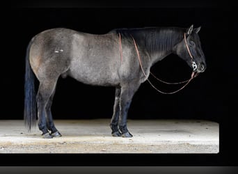 American Quarter Horse, Castrone, 12 Anni, 155 cm, Grullo