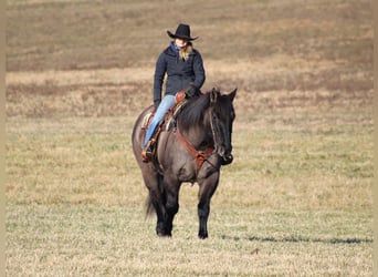 American Quarter Horse, Castrone, 12 Anni, 155 cm, Grullo