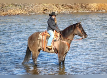 American Quarter Horse, Castrone, 12 Anni, 155 cm, Grullo