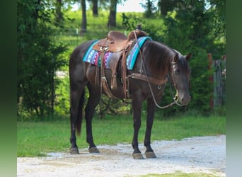American Quarter Horse, Castrone, 12 Anni, 155 cm, Morello