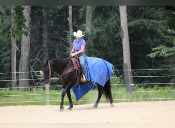 American Quarter Horse, Castrone, 12 Anni, 155 cm, Morello