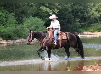 American Quarter Horse, Castrone, 12 Anni, 155 cm, Morello