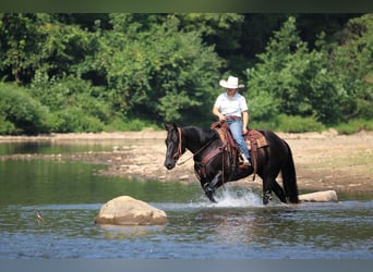 American Quarter Horse, Castrone, 12 Anni, 155 cm, Morello