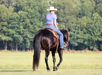 American Quarter Horse, Castrone, 12 Anni, 155 cm, Morello