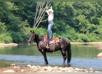 American Quarter Horse, Castrone, 12 Anni, 155 cm, Morello