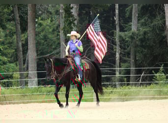 American Quarter Horse, Castrone, 12 Anni, 155 cm, Morello