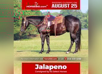American Quarter Horse, Castrone, 12 Anni, 155 cm, Morello