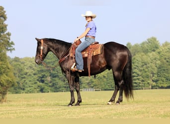 American Quarter Horse, Castrone, 12 Anni, 155 cm, Morello