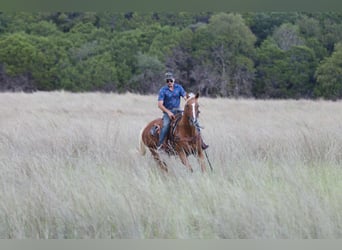 American Quarter Horse, Castrone, 12 Anni, 155 cm, Palomino