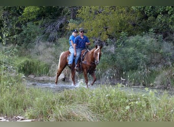 American Quarter Horse, Castrone, 12 Anni, 155 cm, Palomino
