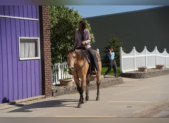 American Quarter Horse, Castrone, 12 Anni, 155 cm, Pelle di daino