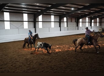 American Quarter Horse, Castrone, 12 Anni, 155 cm, Pelle di daino