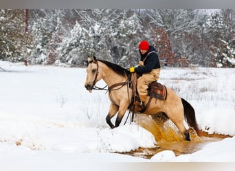 American Quarter Horse, Castrone, 12 Anni, 155 cm, Pelle di daino