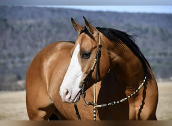 American Quarter Horse, Castrone, 12 Anni, 155 cm, Pelle di daino