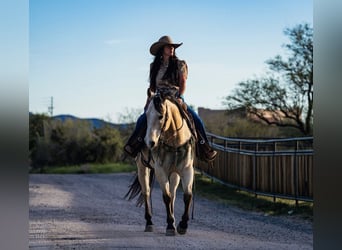 American Quarter Horse, Castrone, 12 Anni, 155 cm, Pelle di daino