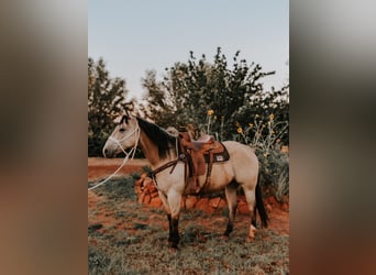 American Quarter Horse, Castrone, 12 Anni, 155 cm, Pelle di daino