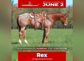 American Quarter Horse, Castrone, 12 Anni, 155 cm, Roano rosso