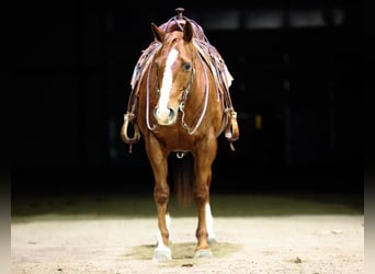 American Quarter Horse, Castrone, 12 Anni, 155 cm, Sauro ciliegia