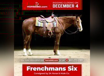 American Quarter Horse, Castrone, 12 Anni, 155 cm, Sauro ciliegia