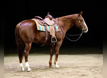 American Quarter Horse, Castrone, 12 Anni, 155 cm, Sauro ciliegia