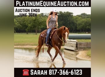 American Quarter Horse, Castrone, 12 Anni, 155 cm, Sauro scuro