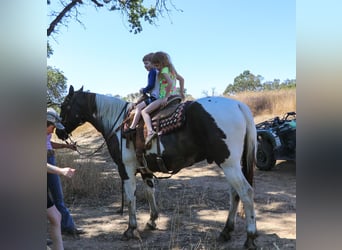 American Quarter Horse, Castrone, 12 Anni, 155 cm, Tobiano-tutti i colori