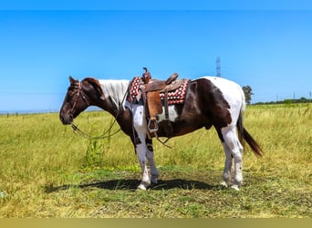 American Quarter Horse, Castrone, 12 Anni, 155 cm, Tobiano-tutti i colori