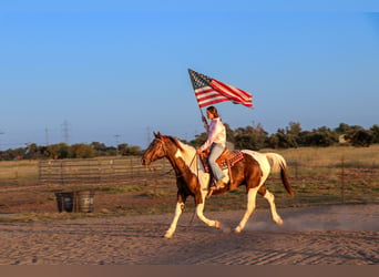 American Quarter Horse, Castrone, 12 Anni, 155 cm, Tobiano-tutti i colori