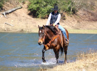 American Quarter Horse, Castrone, 12 Anni, 157 cm, Baio ciliegia