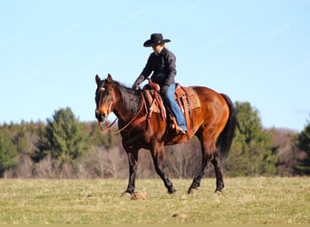 American Quarter Horse, Castrone, 12 Anni, 157 cm, Baio ciliegia