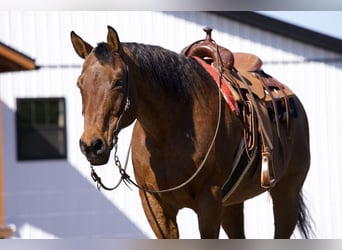 American Quarter Horse, Castrone, 12 Anni, 157 cm, Baio roano