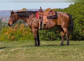 American Quarter Horse, Castrone, 12 Anni, 157 cm, Baio roano